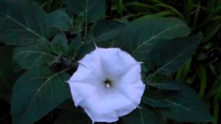 My First Moonflower Blossoms Open [upl. by Ashien]