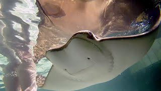 Meet Annie our remarkable cownose ray in Stingray Bay [upl. by Otsirave]