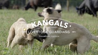 ALL ABOUT THE KANGAL DOG THE FINEST GUARDIAN DOG [upl. by Enilreug14]