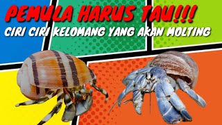 CIRI CIRI KELOMANG MOLTING❗PEMULA HARUS TAU [upl. by Hollie780]