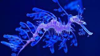 The Leafy Seadragon  Animal of the Week [upl. by Sanez]