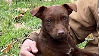 Patterdale Terrier training treeing [upl. by Atinit]