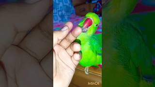 parrotringneckparrot greenparrottotacuteparrottalkingparrotshortvideofunnyfunnyvideomittoo [upl. by Pentheam]