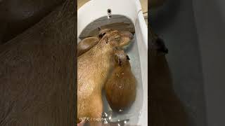 カピバラのお耳パタパタ♪ The sound of capybaras ears カピバラ [upl. by Vyse264]