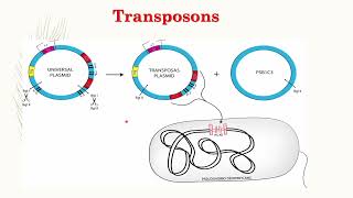 Lecture 20  Transposons and Integrons [upl. by Doris441]