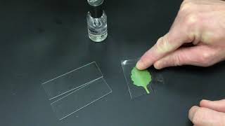 Leaf Stomata Lab [upl. by Laeno]