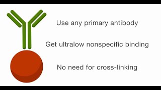 Covalent Coupling of Antibodies to Magnetic Beads  Fast and Efficient [upl. by Yesdnil]