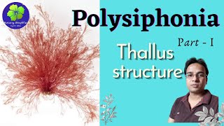 Polysiphonia  Thallus Structure  Morphology  BSc  MSc [upl. by Marozas]