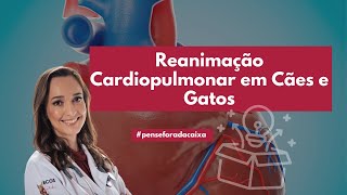 Reanimação Cardiopulmonar em Cães e Gatos [upl. by Patterman]