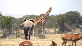 Angry Elephant chases Giraffes [upl. by Joel]