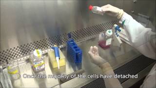 Subculturing HEp2 cells [upl. by O'Neil]