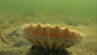 Must see cute Clam  Sea Scallop swimming  jumping underwater Морской гребешок Almeja あさり 多头 [upl. by Sternberg]