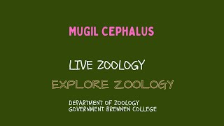 Mugil cephalus [upl. by Beau]