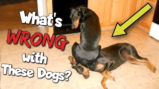 Doberman Funny Video Compilation—The Clowns of the Dog World [upl. by Ladonna]