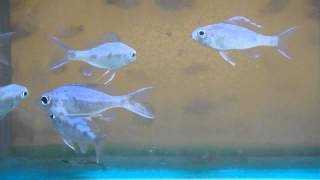 5cm Ophthalmotilapia Ventralis Orange Cap GBr [upl. by Enitsud]