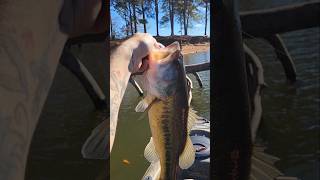 Big Largemouth Hammers Chatterbait Fall Lake Lanier [upl. by Coster515]