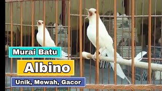 Murai Batu Albino Gacor  Mewah [upl. by Evod]