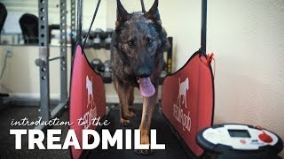 Introducing Your Dog to the Treadmill [upl. by Raveaux]