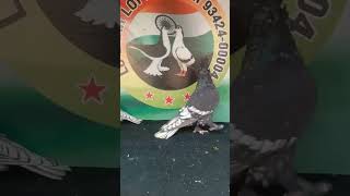 Best breeding cross kabutar pigeonlover shortvideos shortsviral [upl. by Elyssa]