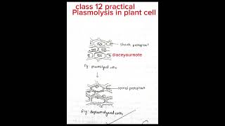 Plasmolysis in plant cell class 12 botany practical biology ytshorts shorts aceyournote [upl. by Airdnekal878]