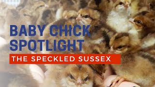 Speckled Sussex Chicken Breed  Cackle Hatchery [upl. by Mcbride833]