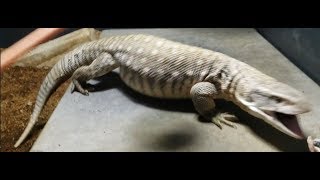 Savannah Monitor Lizard EATS RATS  FEEDING [upl. by Neysa]