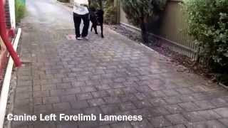 Canine Left Forelimb Lameness [upl. by Anselma]