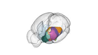 A Molecular Atlas of the Adult Mouse Brain Striatum [upl. by Aivizt]