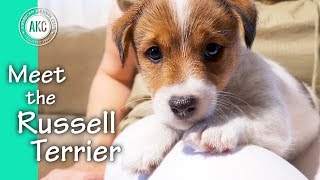 Meet the Russell Terrier [upl. by Ricardama]