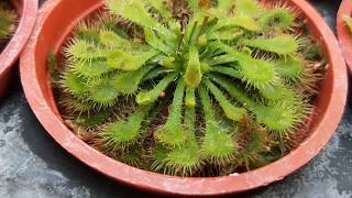 Drosera spathulata 食蟲植物圖鑑 小毛氈苔 [upl. by Eiramave]