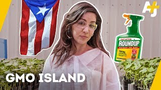 What is Monsanto doing in Puerto Rico  AJ [upl. by Jurgen]