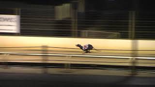 Greyhound 2024  06112024 Trial 8 [upl. by Oyam741]