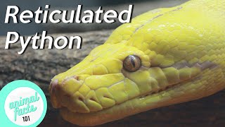 Reticulated Python • All You Need To Know About This Reptile [upl. by Neevan]