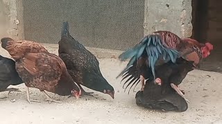 Amazing Chicken mating video 305 [upl. by Orling]