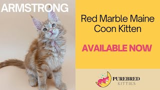 Armstrong Maine Coon Kitten  Available Now  Purebred Kitties [upl. by Aleicarg]