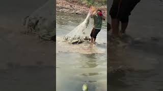 incredible fishing net catching plenty fish at the construction site fishing uniquefishing [upl. by Ellered766]