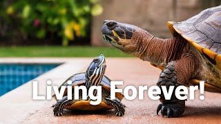 5 Amazing Turtle Secrets You Never Knew Existed shorts animals [upl. by Nyllaf]