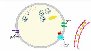 Regulation of Insulin Release and Insulin Action [upl. by Hazen762]