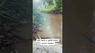 Ikan bocil lagi jajan klick ibnurohmann4j mancing fishing ikan [upl. by Nosnev763]