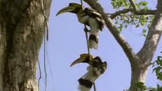 Inside look at a Hornbills Nest  Jungle  BBC Studios [upl. by Yasmar]