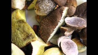 Boletus Badius Mushroom [upl. by Attenrad54]