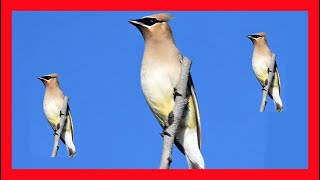 Cedar Waxwing Song Cedar Waxwing Call Cedar Waxwing Ampelis Americano Canto  Bombycilla Cedrorum [upl. by Oza567]