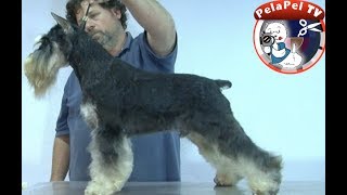 PELUQUERÍA CANINA  SCHNAUZER MINIATURA  HAND STRIPPING REALIZADO POR ALEJANDRO GRAU [upl. by Attiuqahs]