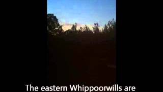 Whippoorwill Call in Central North Carolina [upl. by Ecyrb]