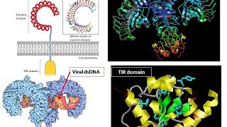 Toll Like Receptor structural details of TLR [upl. by Reve]