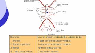 3 Branches of aorta [upl. by Naivad]