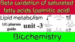 Betaoxidation of saturated fatty acid Palmitic Acid Lipid metabolism biochemistry  unit3 [upl. by Vaclav]