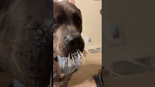 Throw back to when a porcupine got Milo this was the day Lord turned it around for us subscribe [upl. by Huey]