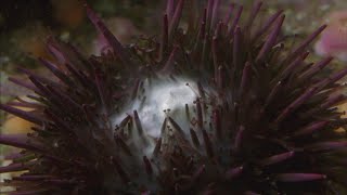 Sea Urchins Spawning [upl. by Guadalupe]