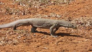 Bengal Monitor Varanus bengalensis Yala National Park Sri Lanka [upl. by Fachanan]